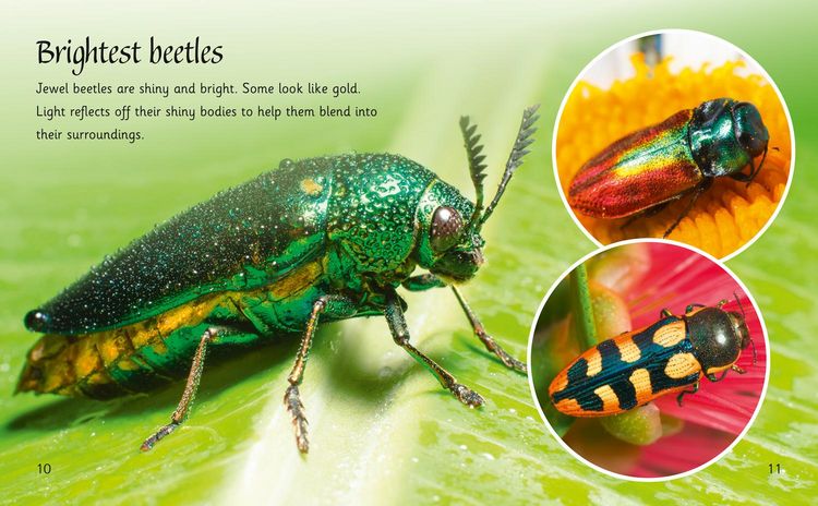 Produktbild: Beetles Around the World
