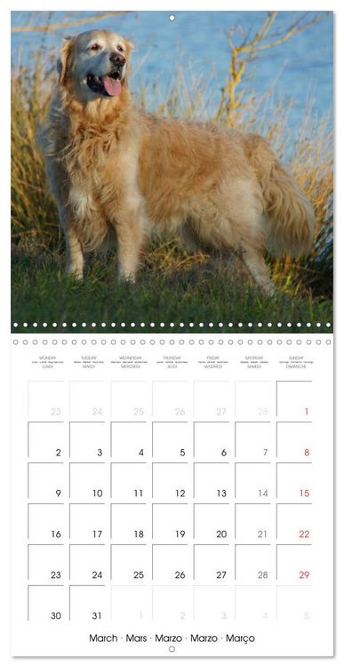 Produktbild: Happy Golden Retriever (Wall Calendar 2026 12 &times; 12 Inch) CALVENDO 12 Month Wall Calendar