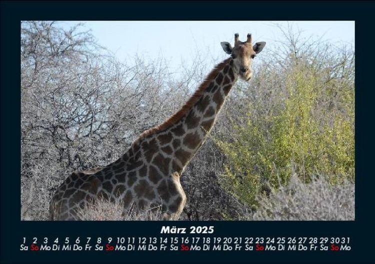 Produktbild: Giraffen 2025 Fotokalender DIN A5