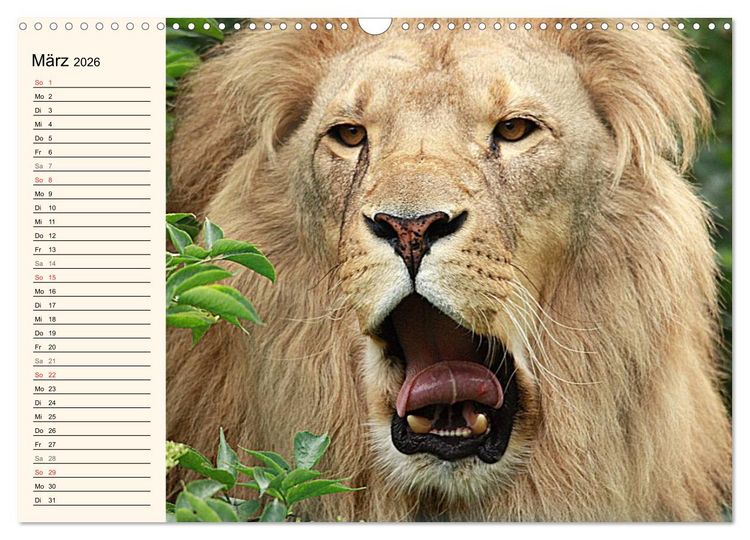Produktbild: L&ouml;wen (Wandkalender 2026 DIN A3 quer), CALVENDO Monatskalender