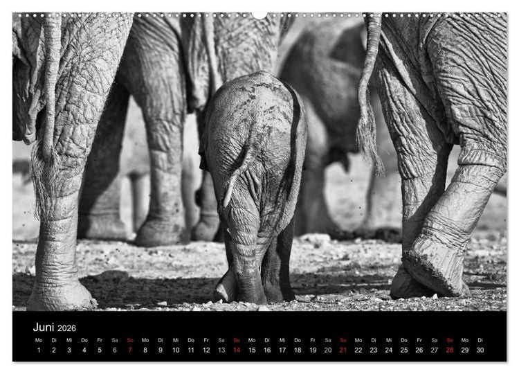 Produktbild: Elefanten Schwarz - Weiss (hochwertiger Premium Wandkalender 2026 DIN A2 quer), Kunstdruck in Hochglanz