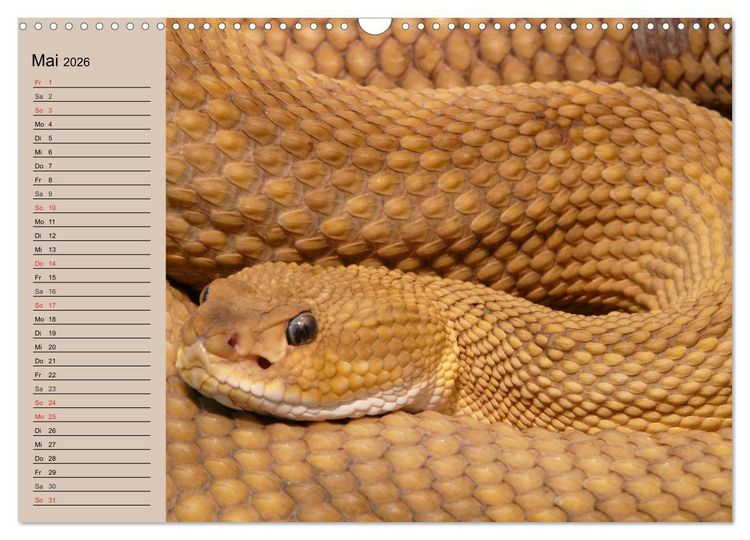 Produktbild: Giftschlangen (Wandkalender 2026 DIN A3 quer), CALVENDO Monatskalender
