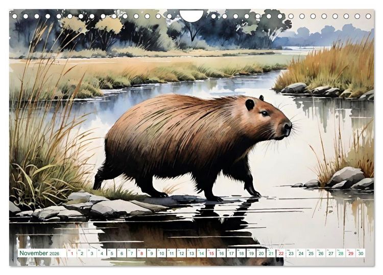 Produktbild: Das Capybara (Wandkalender 2026 DIN A4 quer), CALVENDO Monatskalender