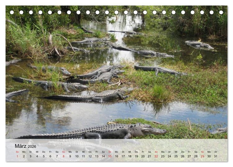 Produktbild: Gro&szlig;e Echsen. Krokodile und Alligatoren (Tischkalender 2026 DIN A5 quer), CALVENDO Monatskalender