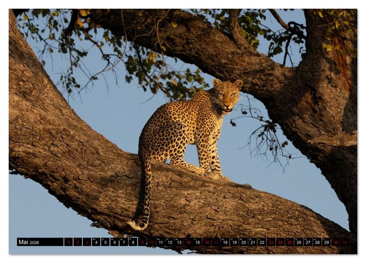 Produktbild: Komm mit auf Safari! Botswana und S&uuml;dafrika (Tischkalender 2026 DIN A5 quer), CALVENDO Monatskalender