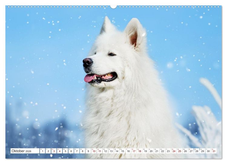 Produktbild: Der Samojede - Sch&ouml;nheit des Nordens (hochwertiger Premium Wandkalender 2026 DIN A2 quer), Kunstdruck in Hochglanz