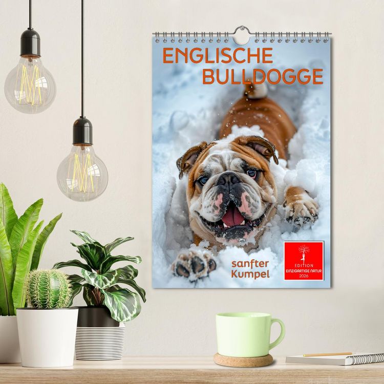 Produktbild: Englische Bulldogge - sanfter Kumpel (Wandkalender 2026 DIN A4 hoch), CALVENDO Monatskalender