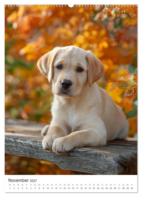 Produktbild: Mein Jahr mit Labradoren (Wandkalender 2027 DIN A2 hoch), CALVENDO Monatskalender