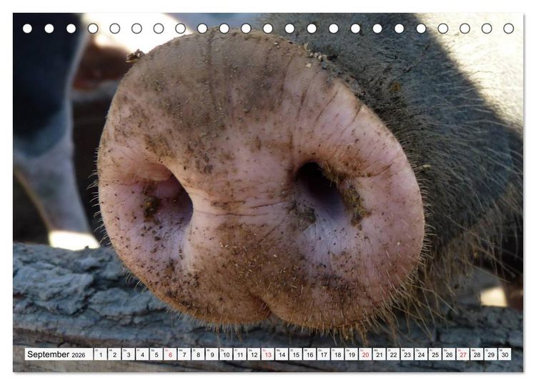 Produktbild: Von S&auml;uen die Schwein haben! (Tischkalender 2026 DIN A5 quer), CALVENDO Monatskalender