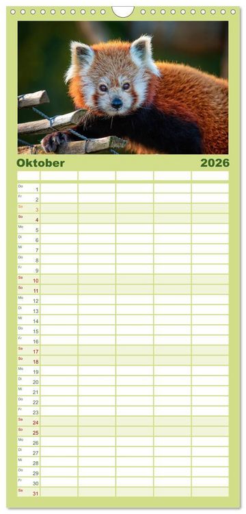 Produktbild: Familienplaner 2026 - Kleiner Panda mit 5 Spalten (Wandkalender, 21 x 45 cm) CALVENDO