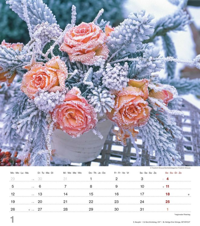 Produktbild: Der Duft der Rosen 2026 - Bildkalender 30x34 cm - Kalender mit wohl riechendem Duftlack - Duftkalender - Wandkalender - Blumenkalender