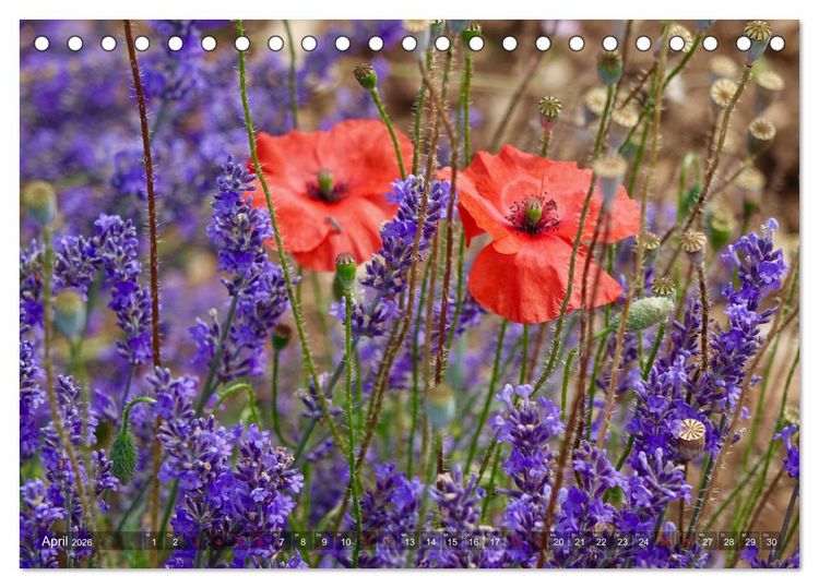 Produktbild: Lavendel. Der Duft der Provence (Tischkalender 2026 DIN A5 quer), CALVENDO Monatskalender
