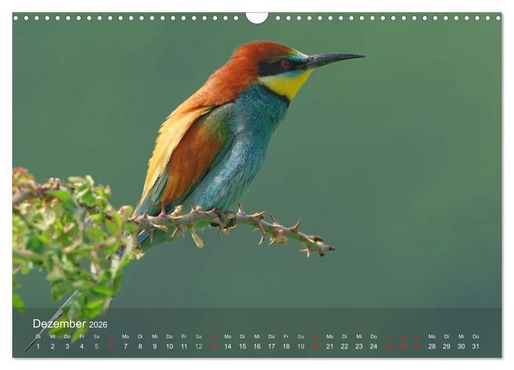 Produktbild: Europ&auml;ische Bienenfresser (Wandkalender 2026 DIN A3 quer), CALVENDO Monatskalender