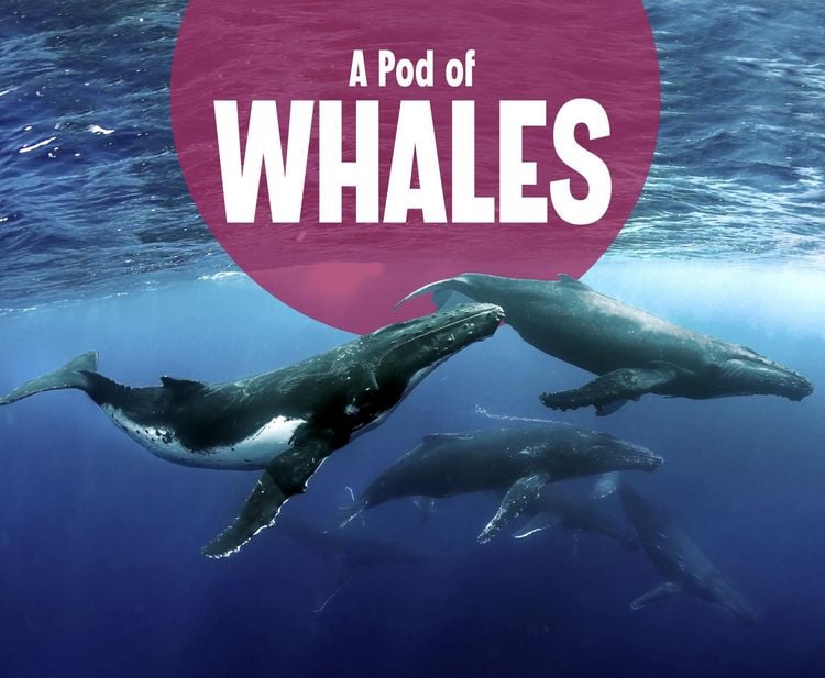 Produktbild: Pod of Whales