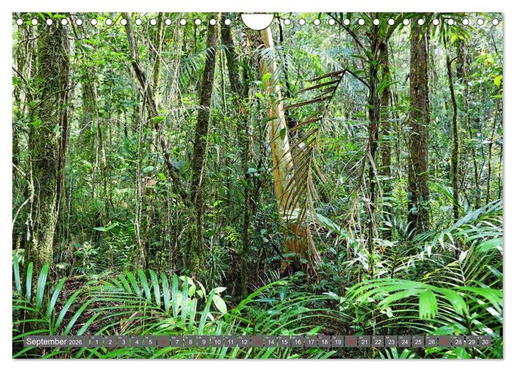 Produktbild: Im Regenwald von Borneo (Wandkalender 2026 DIN A4 quer), CALVENDO Monatskalender
