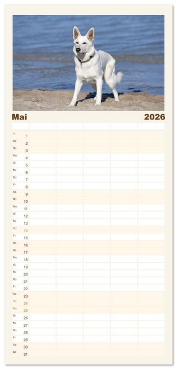 Produktbild: Familienplaner 2026 - Berger Blanc Suisse - Weggef&auml;hrten auf 4 Pfoten mit 5 Spalten (Wandkalender, 21 x 45 cm) CALVENDO
