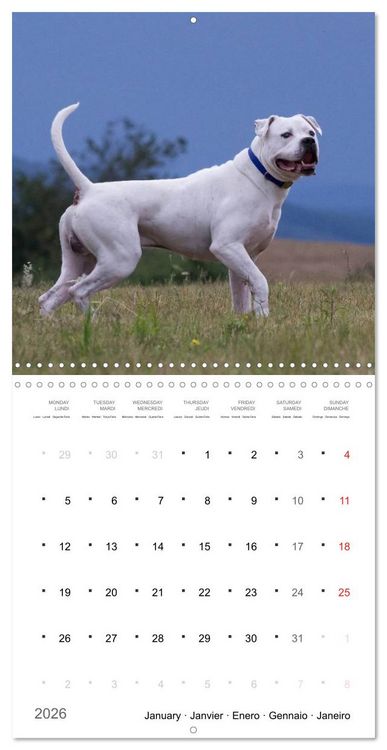 Produktbild: American Bulldog (Wall Calendar 2026 12 &times; 12 Inch) CALVENDO 12 Month Wall Calendar