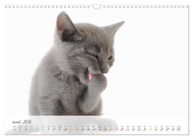 Produktbild: Chatons trop mignons (Calendrier mural 2026 DIN A3 vertical), CALVENDO calendrier mensuel