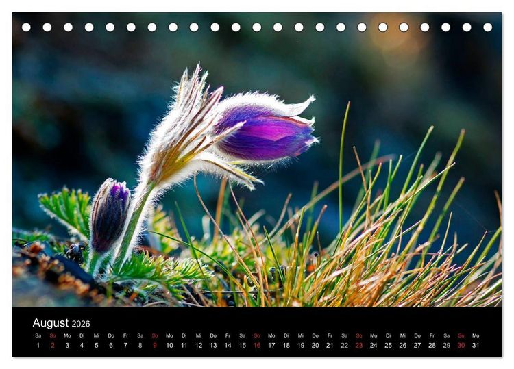 Produktbild: Wilde Bl&uuml;ten-Tr&auml;ume (Tischkalender 2026 DIN A5 quer), CALVENDO Monatskalender