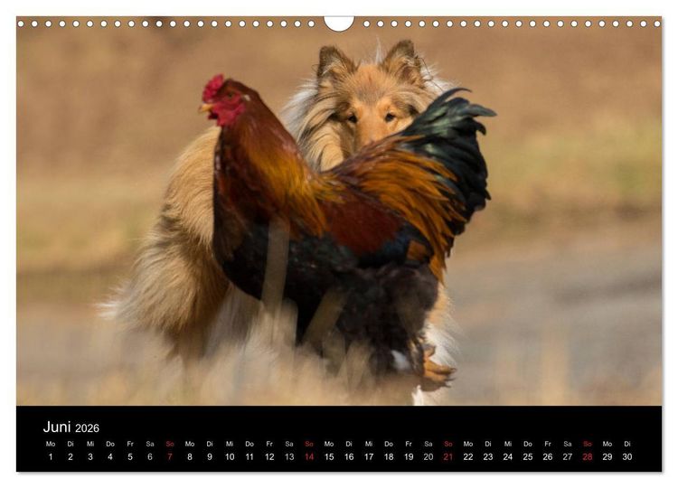 Produktbild: Ziva und ihre Freunde (Wandkalender 2026 DIN A3 quer), CALVENDO Monatskalender