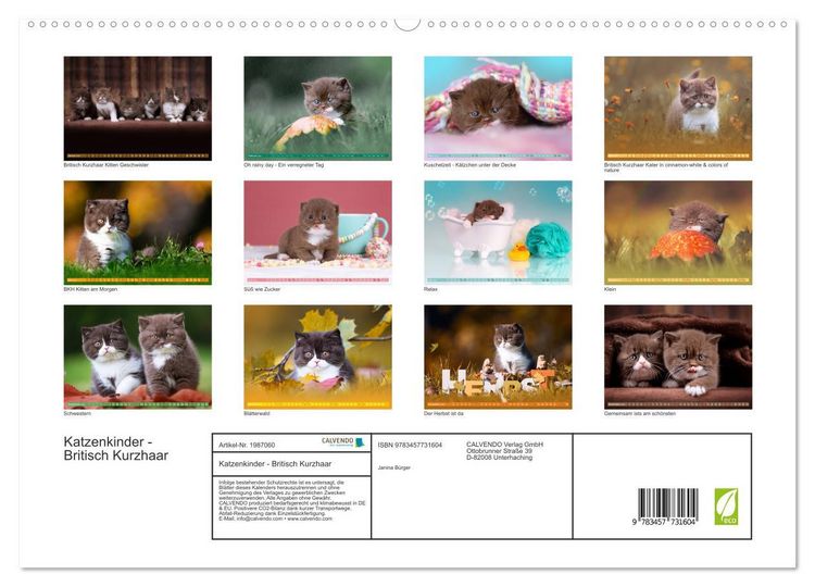 Produktbild: Katzenkinder - Britisch Kurzhaar (hochwertiger Premium Wandkalender 2026 DIN A2 quer), Kunstdruck in Hochglanz