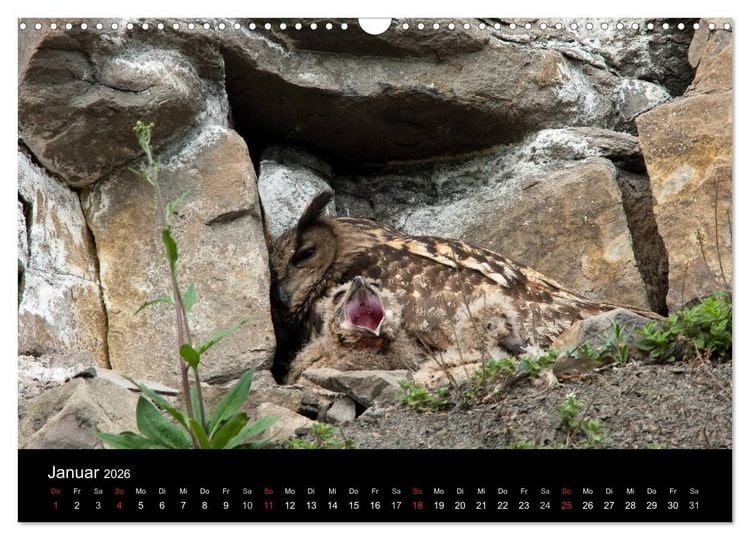 Produktbild: Uhu - K&ouml;nig der Nacht (Wandkalender 2026 DIN A3 quer), CALVENDO Monatskalender