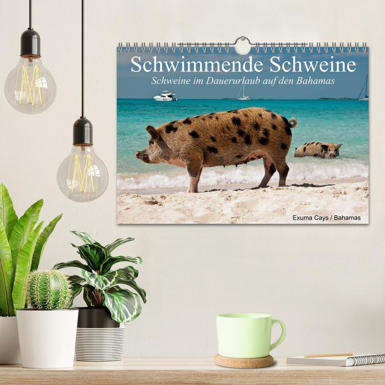 Produktbild: Schwimmende Schweine (Wandkalender 2026 DIN A4 quer), CALVENDO Monatskalender