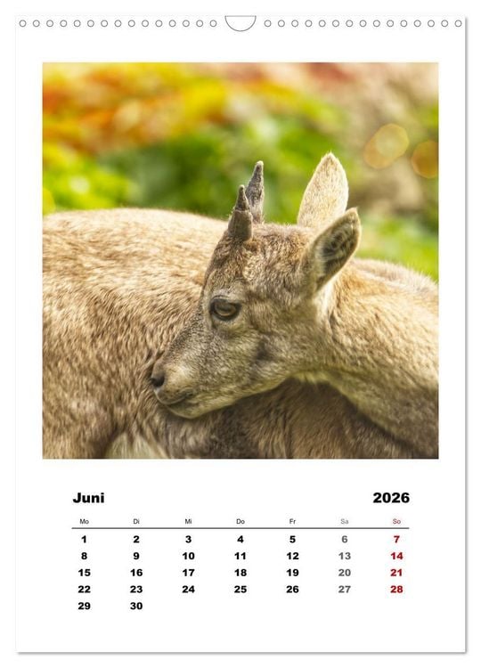 Produktbild: Alpen-Steinb&ouml;cke, imposante Horntr&auml;ger (Wandkalender 2026 DIN A3 hoch), CALVENDO Monatskalender