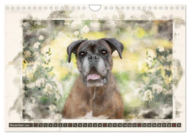 Produktbild: Boxer Photo&Kunst (Wandkalender 2026 DIN A4 quer), CALVENDO Monatskalender