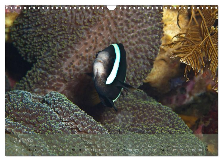 Produktbild: Anemonenfische - Streitbare Gesellen (Wandkalender 2027 DIN A3 quer), CALVENDO Monatskalender