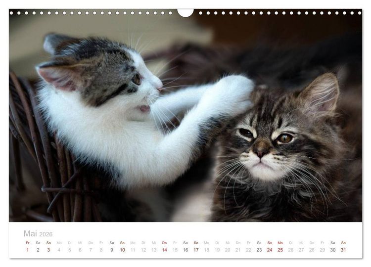 Produktbild: Katzenbabys beobachtet (Wandkalender 2026 DIN A3 quer), CALVENDO Monatskalender