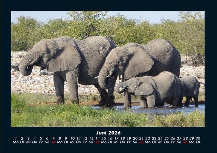 Produktbild: Elefanten - Die sanften Riesen Afrikas 2026 Fotokalender DIN A4
