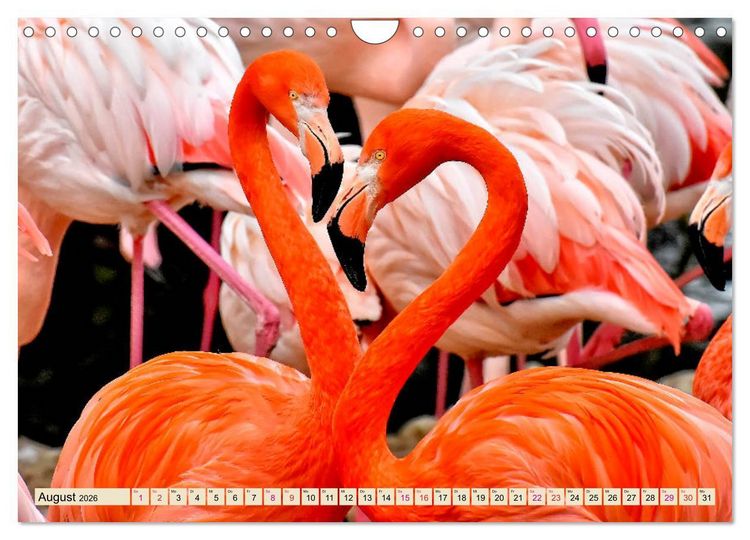 Produktbild: Flamingos - elegante Sch&ouml;nheiten (Wandkalender 2026 DIN A4 quer), CALVENDO Monatskalender