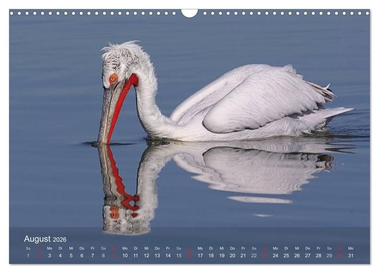 Produktbild: Pelikan-Kalender (Wandkalender 2026 DIN A3 quer), CALVENDO Monatskalender