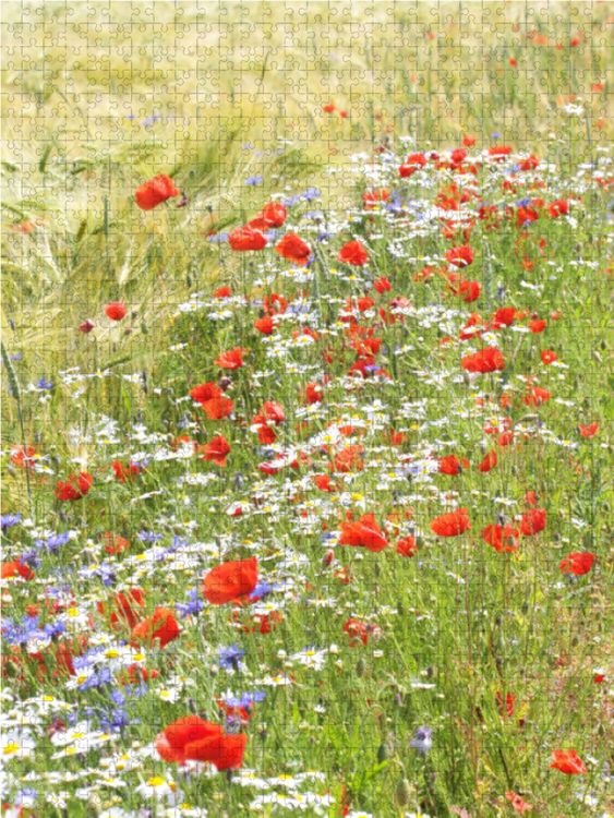 Produktbild: CALVENDO Puzzle Blumen im Kornfeld 1000 Teile Lege-Gr&ouml;&szlig;e 48 x 64 cm Foto-Puzzle Bild von Gisela Kruse