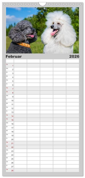 Produktbild: Familienplaner 2026 - Pudel - Gl&uuml;ck auf vier Pfoten mit 5 Spalten (Wandkalender, 21 x 45 cm) CALVENDO