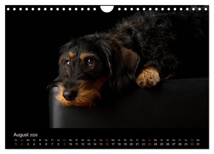 Produktbild: Dogs (Wandkalender 2026 DIN A4 quer), CALVENDO Monatskalender