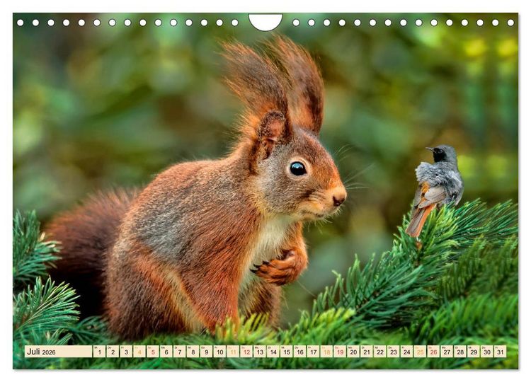 Produktbild: Eichh&ouml;rnchen - immer wieder s&uuml;&szlig; (Wandkalender 2026 DIN A4 quer), CALVENDO Monatskalender