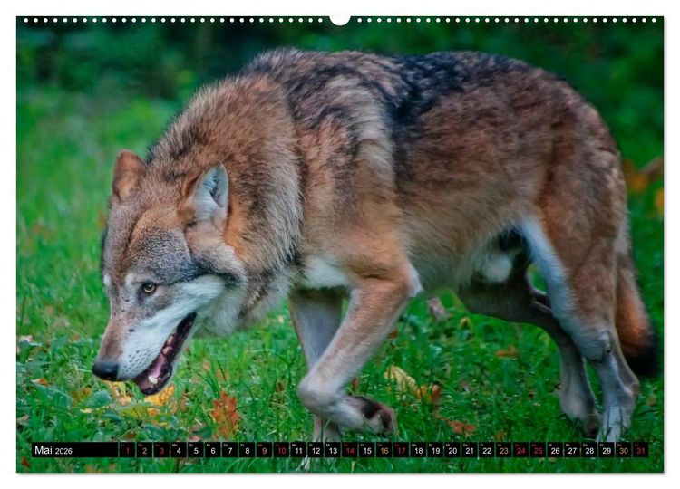 Produktbild: W&ouml;lfe - sie sind wieder da (hochwertiger Premium Wandkalender 2026 DIN A2 quer), Kunstdruck in Hochglanz