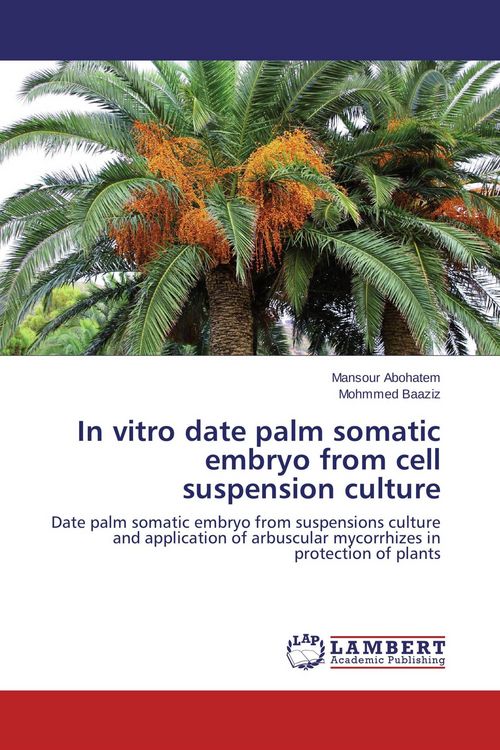 Produktbild: In vitro date palm somatic embryo from cell suspension culture