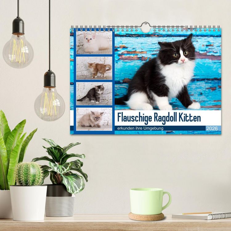 Produktbild: Flauschige Ragdoll Kitten (Wandkalender 2026 DIN A4 quer), CALVENDO Monatskalender