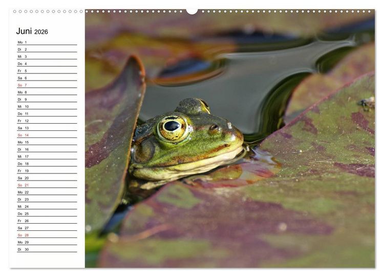 Produktbild: Amphibien und Reptilien (hochwertiger Premium Wandkalender 2026 DIN A2 quer), Kunstdruck in Hochglanz