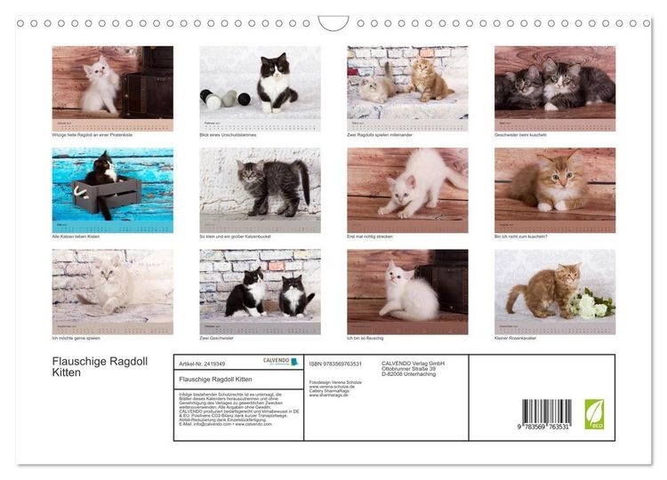 Produktbild: Flauschige Ragdoll Kitten (Wandkalender 2027 DIN A3 quer), CALVENDO Monatskalender