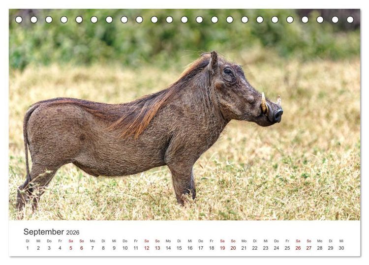 Produktbild: Tier Portraits Tansania (Tischkalender 2026 DIN A5 quer), CALVENDO Monatskalender