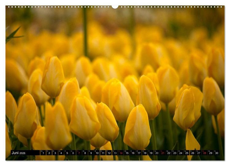 Produktbild: Tulpen (hochwertiger Premium Wandkalender 2026 DIN A2 quer), Kunstdruck in Hochglanz