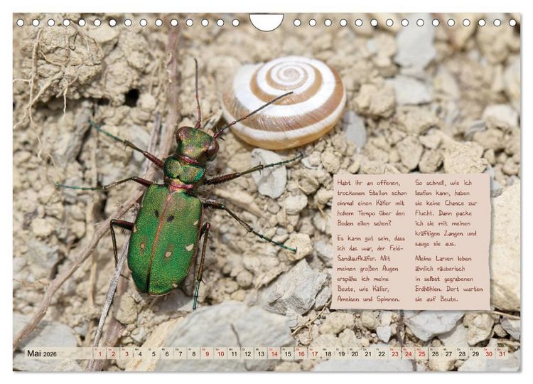 Produktbild: GEOclick Lernkalender: Insekten (Wandkalender 2026 DIN A4 quer), CALVENDO Monatskalender