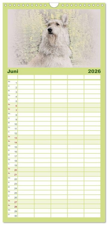 Produktbild: Familienplaner 2026 - Franz&ouml;sische Hirtenhunde 2026 mit 5 Spalten (Wandkalender, 21 x 45 cm) CALVENDO