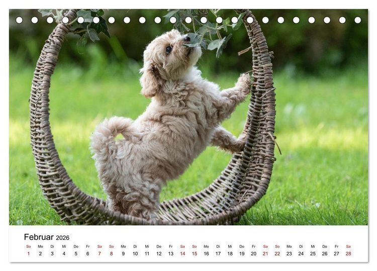 Produktbild: Maltipoo Welpen (Tischkalender 2026 DIN A5 quer), CALVENDO Monatskalender