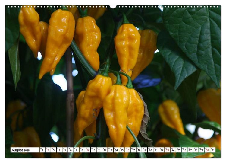 Produktbild: F&uuml;r Chili Liebhaber (hochwertiger Premium Wandkalender 2026 DIN A2 quer), Kunstdruck in Hochglanz