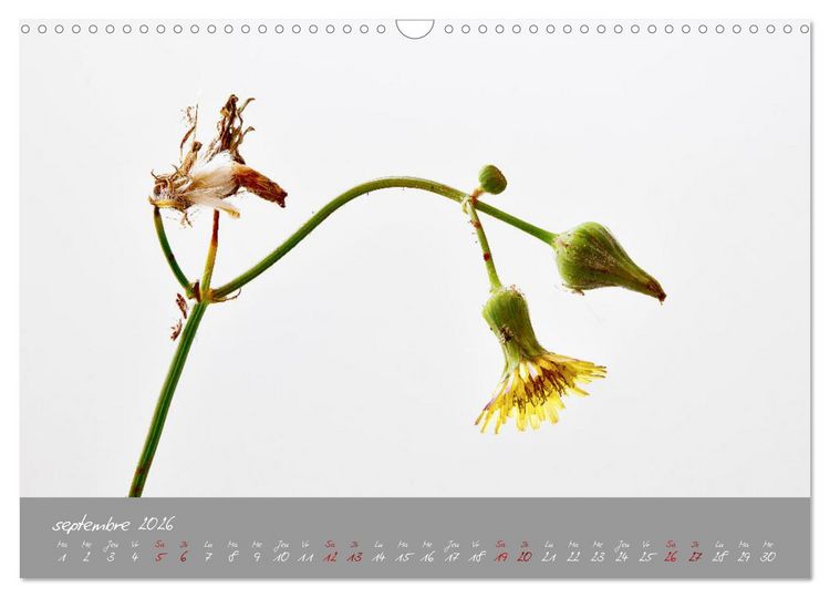 Produktbild: Des fleurs sur le chemin du matin (Calendrier mural 2026 DIN A3 vertical), CALVENDO calendrier mensuel